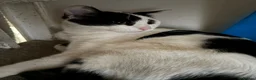 Mixed Breed cats for sale: Main coon X British short hair kittens  in Chessington - Advert 15