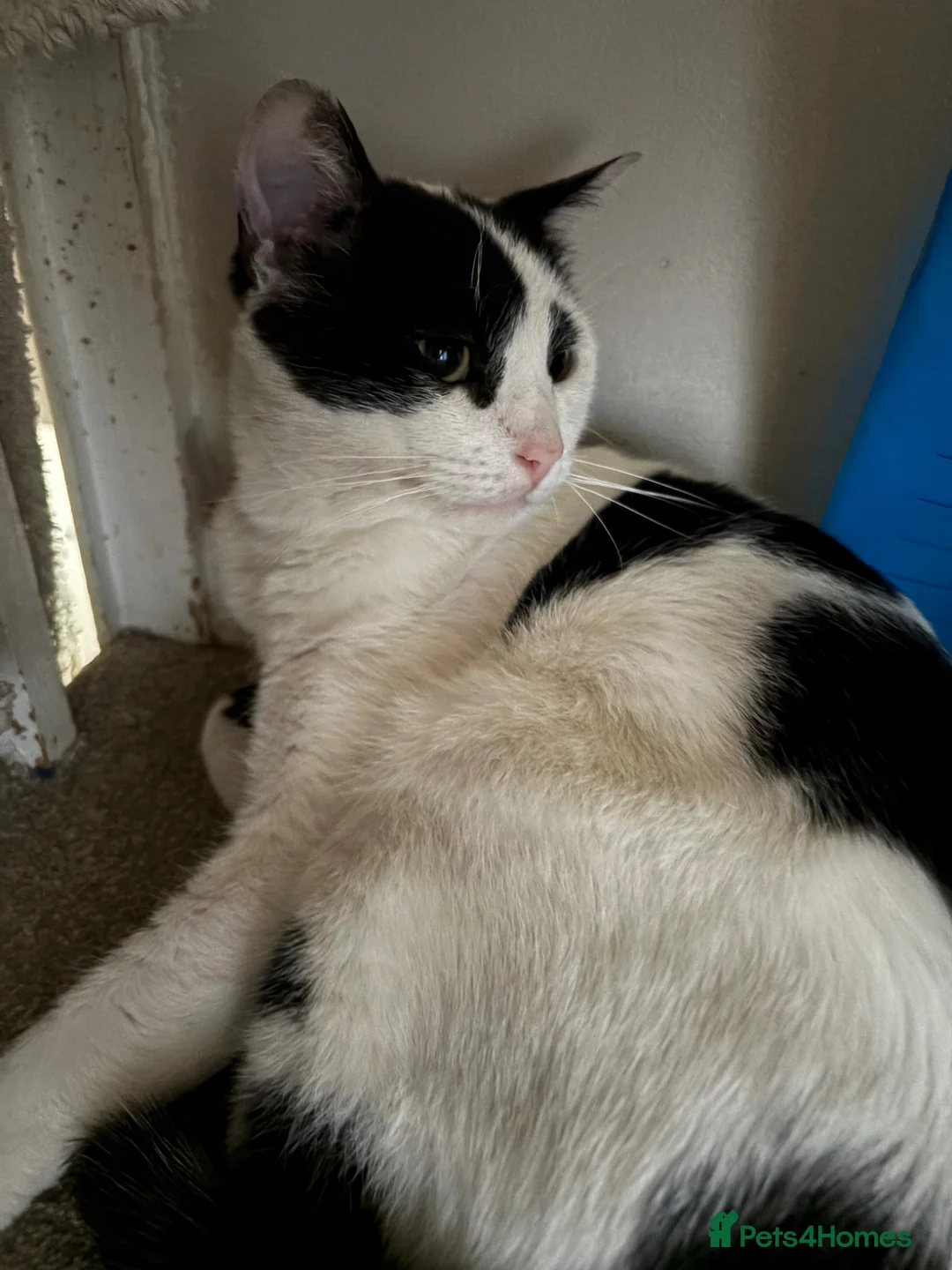 Mixed Breed cats for sale: Main coon X British short hair kittens  in Chessington - Advert 15