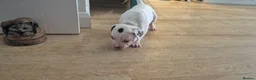 Mixed Breed dogs for sale: Beautiful Staffy x pups - friendly and healthy - Advert 9