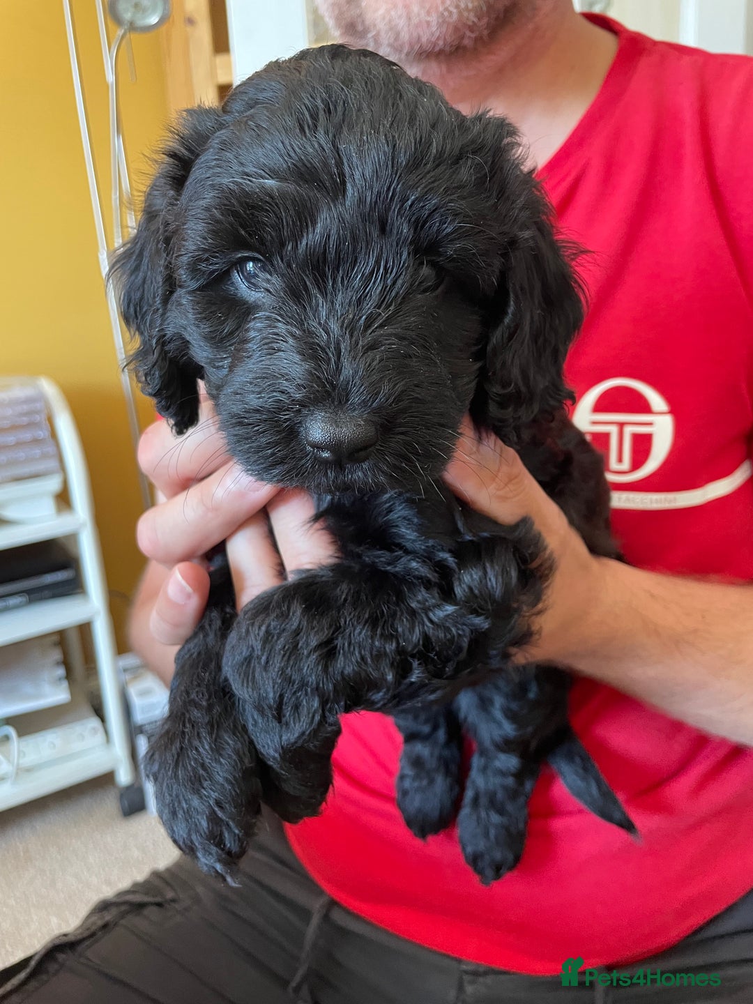 Sproodle dogs for sale: 1 Gorgeous F2 Sproodle Girl FULLY Vaccinated - Image 19