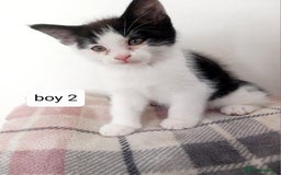 Mixed Breed cats for sale: Mainecoon and Forest Norwegian mixed kittens - Image 3