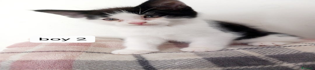 Mixed Breed Kitten 2