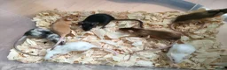 Mouse rodents for sale: Fancy pet mice - Advert 5