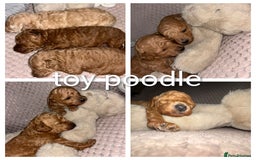 Toy Poodle dogs for stud: toy poodle short notice DNA  tested clear PRA £125 in Nottingham - Image 35