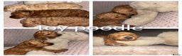 Toy Poodle dogs for stud: toy poodle short notice DNA  tested clear PRA £125 in Nottingham - Advert 35