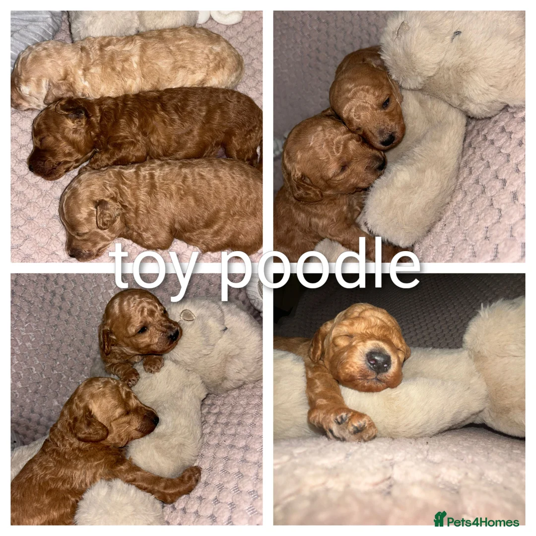 Toy Poodle dogs for stud: toy poodle short notice DNA  tested clear PRA £125 in Nottingham - Advert 35