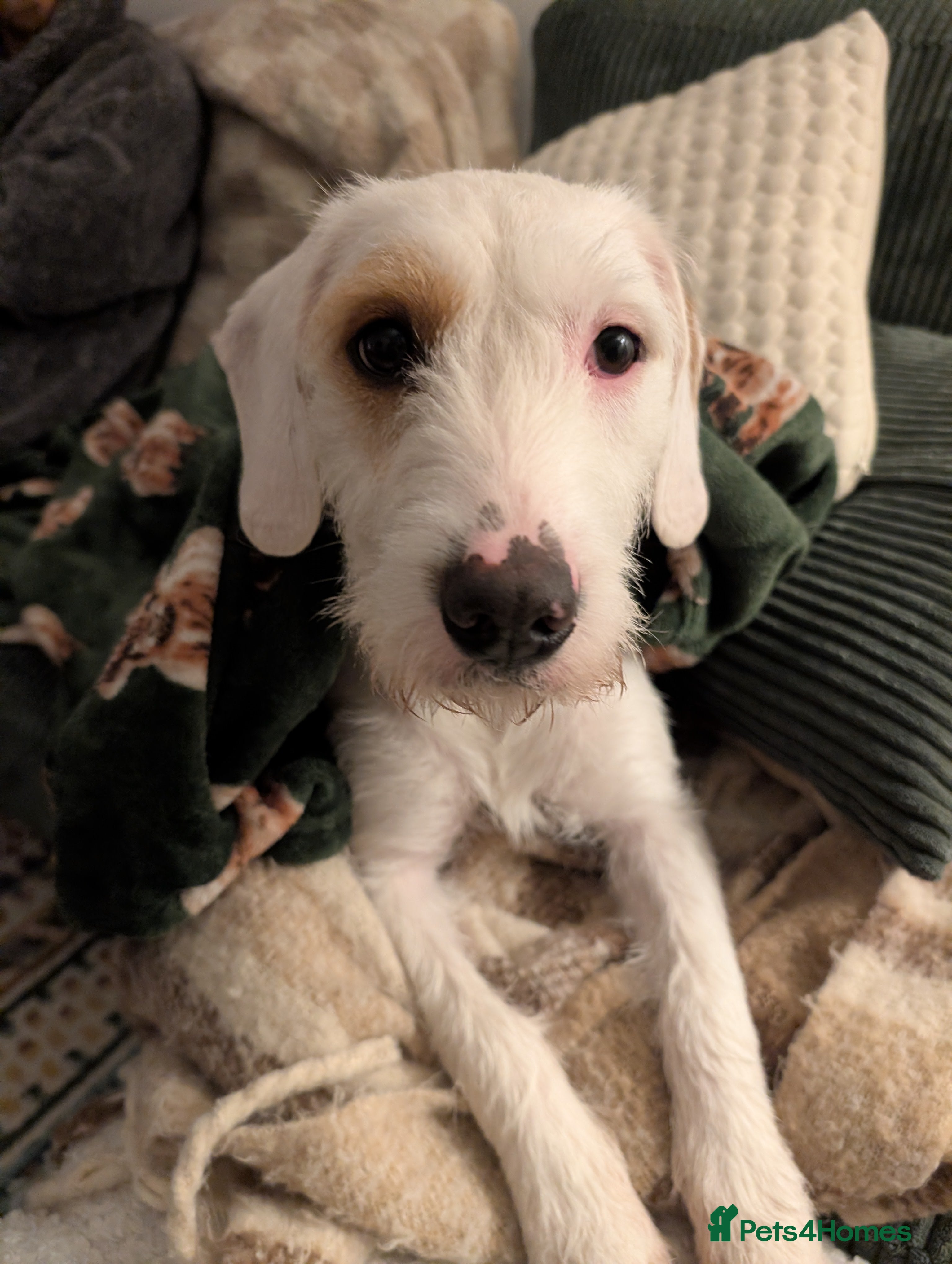 Mixed Breed dogs Beagle X Terrier to loving home - Advert 3