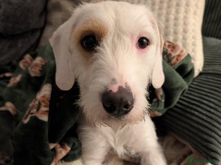 Mixed Breed dogs Beagle X Terrier to loving home - Advert 17