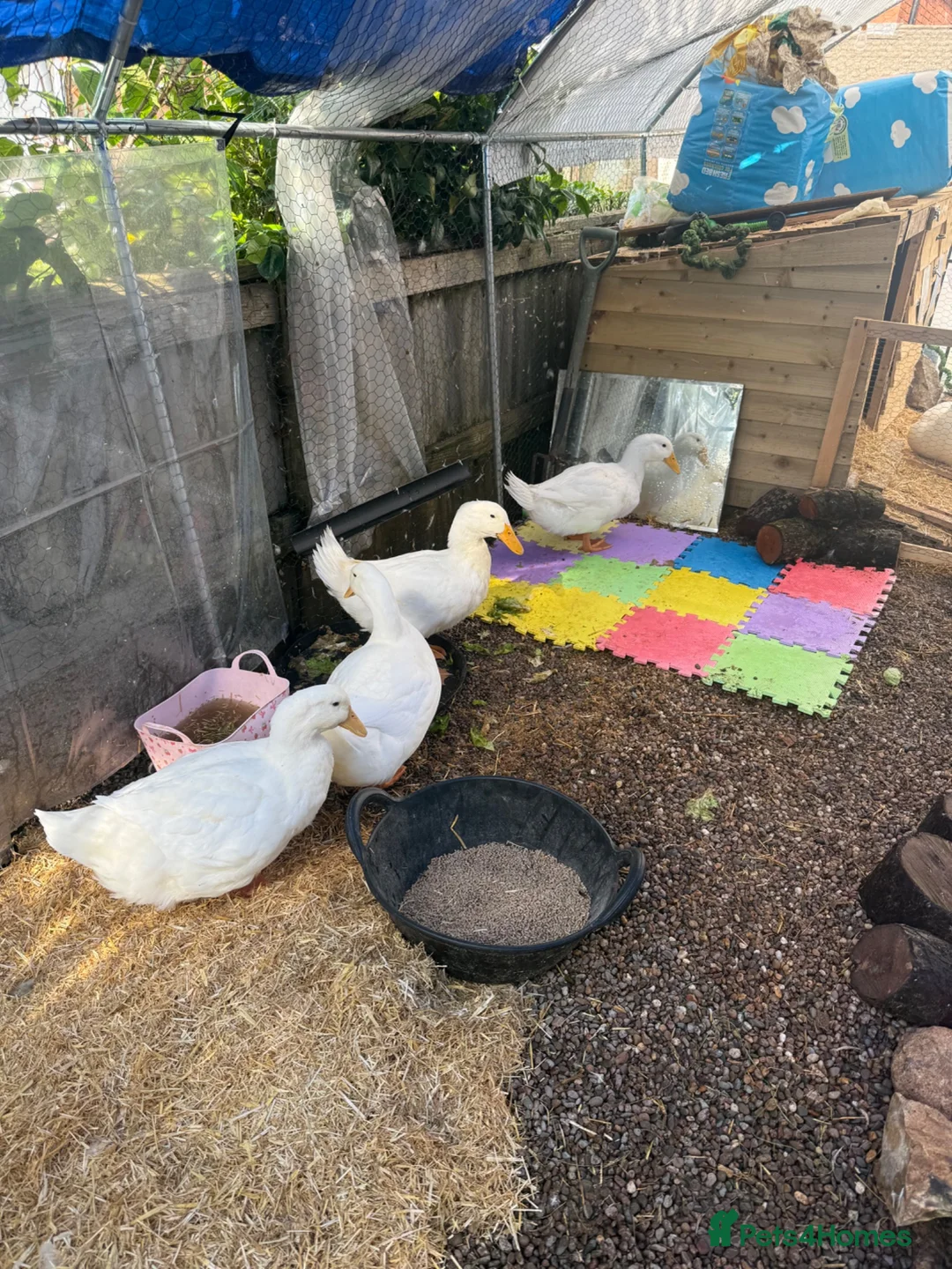 Ducks poultry for sale: Aylesburys Ducks - Advert 3