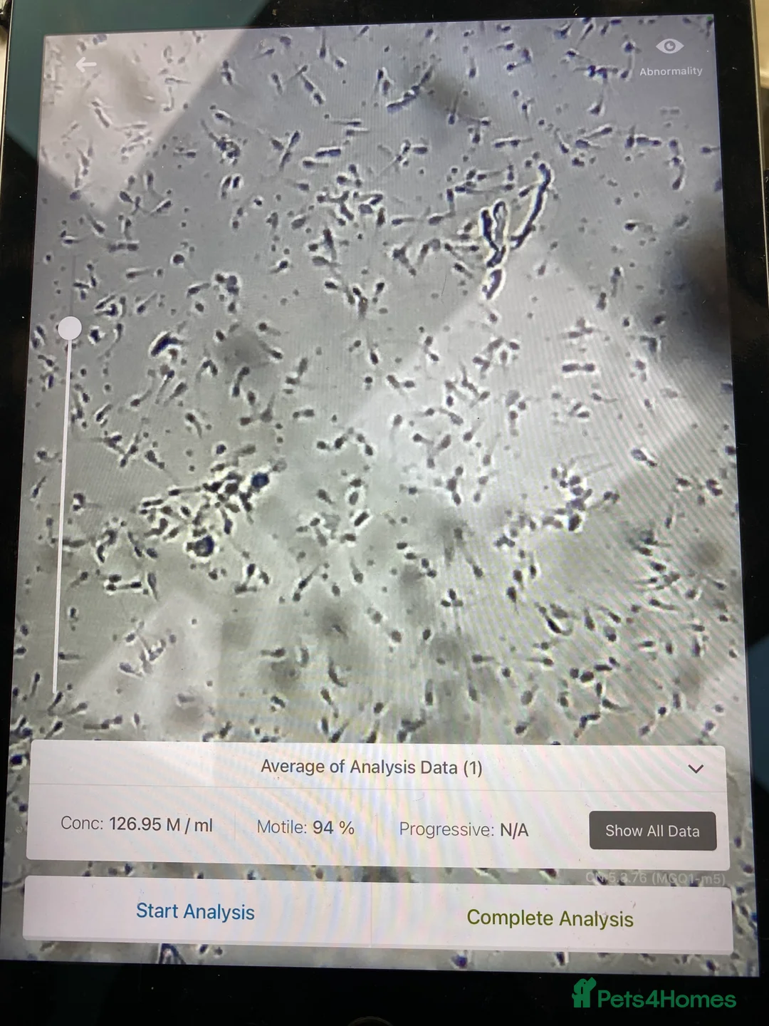 Dalmatian dogs for stud: Kc Reg Proven stud Dalmatian  in Ormskirk - Advert 15