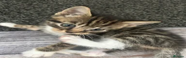 Mixed Breed Kitten 3