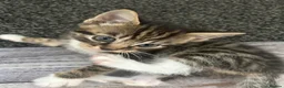 Mixed Breed cats for sale: 3 kittens breed is bengal/tabby/tuxedo mix  - Advert 5
