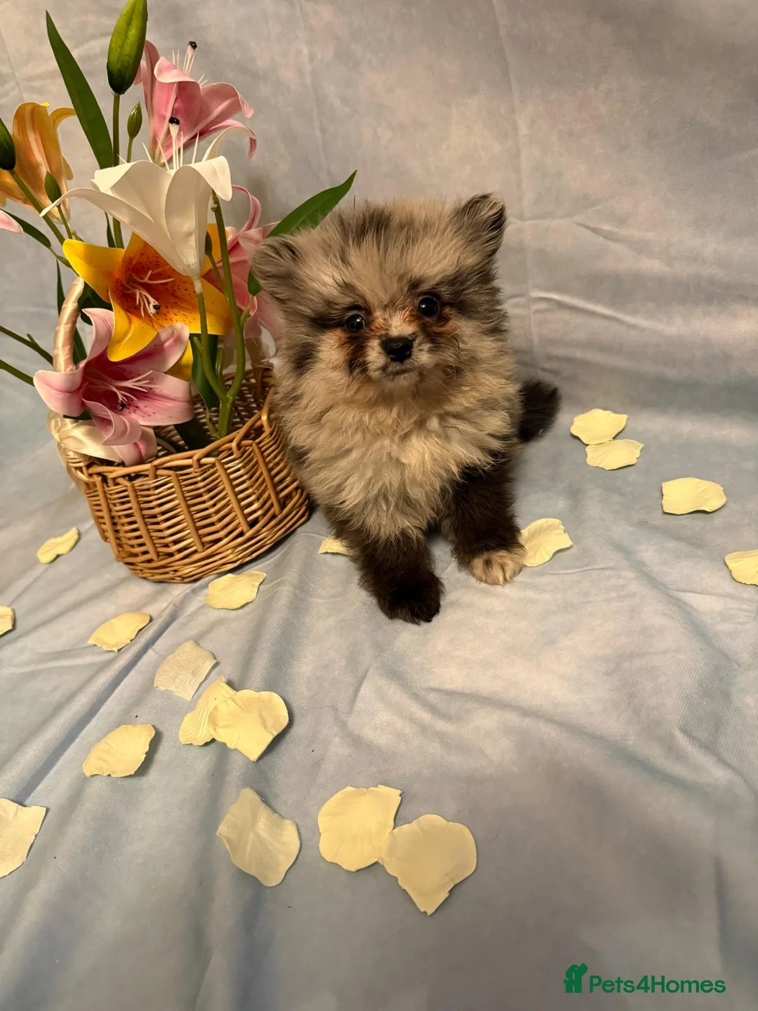 Pomeranian dogs for sale: Pomeranian puppies - Advert 23