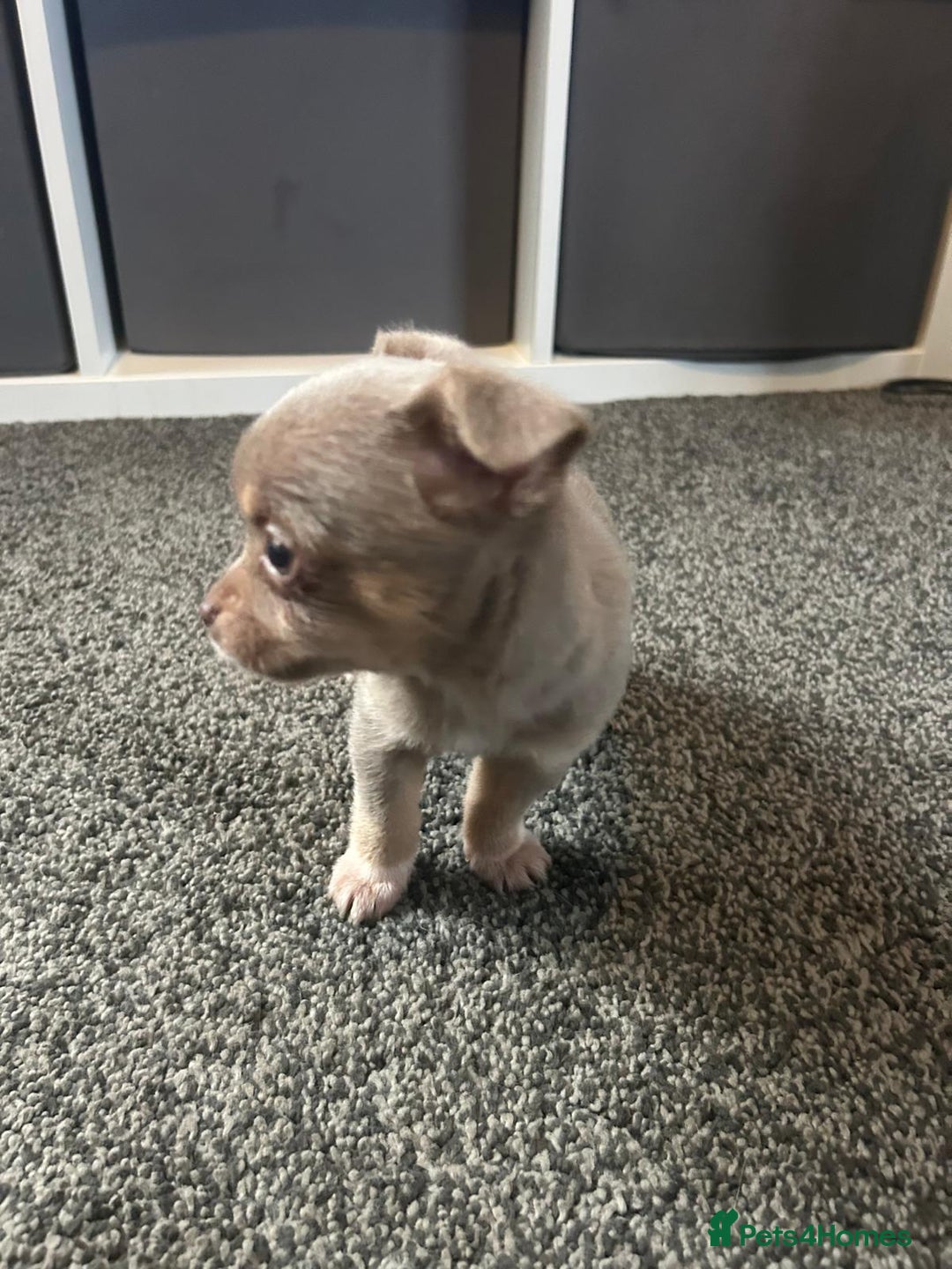 Chihuahua dogs for sale: Full pedigree Chihuahua puppies  - Image 12