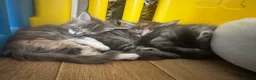 Ragcoon cats for sale: 8 gorgeous Mainecoon x ragdoll babies  - Advert 27