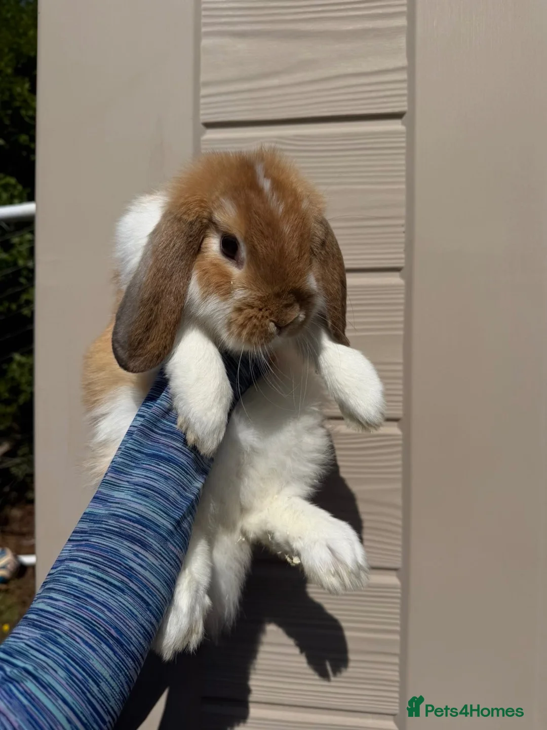 Mini Lop rabbits for sale: 🐰 Mini Lop Buck | For Sale   - Advert 3