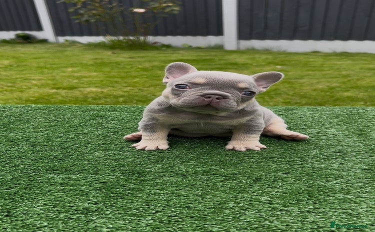 French Bulldog dogs - Advert 1