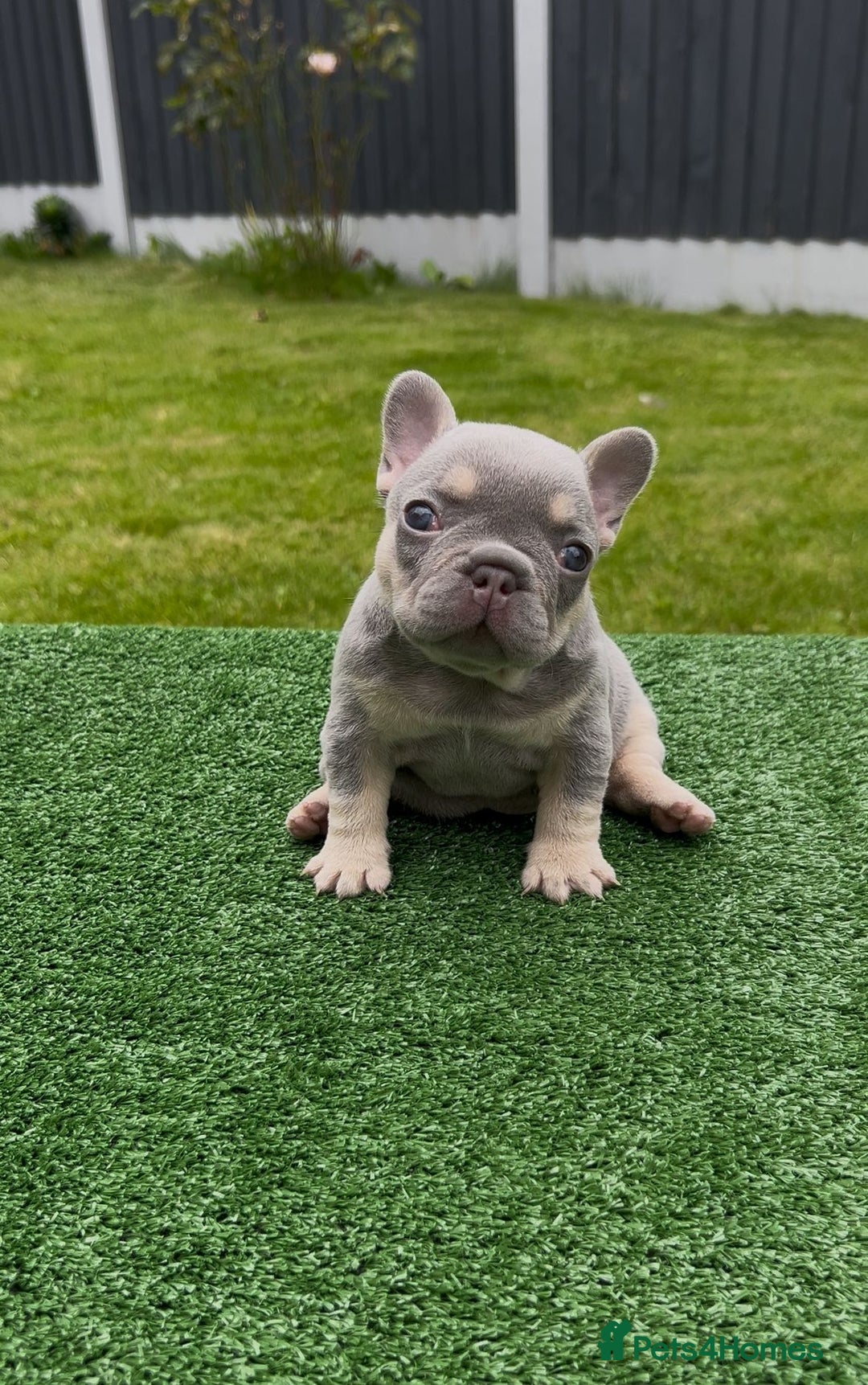 French Bulldog dogs for sale: Beautiful Quality Females Ready To Leave Soon - Image 1