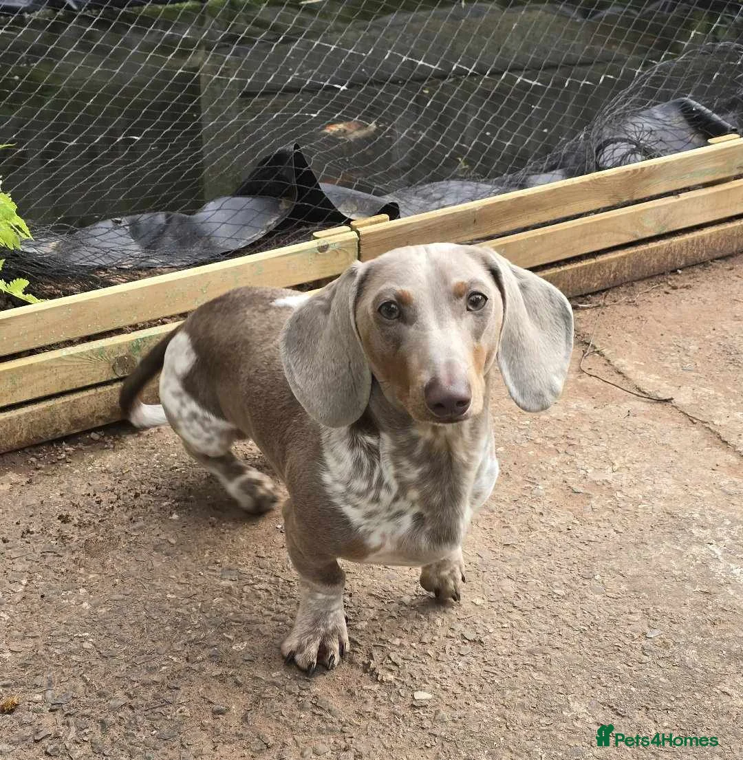 Miniature Dachshund dogs for sale: Male Miniature Dachshund - Advert 1