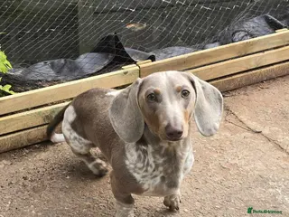 Miniature Dachshund dogs Male Miniature Dachshund in Wolverhampton - Advert 1