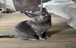 British Longhair cats for sale: British long hair Cat - Image 2