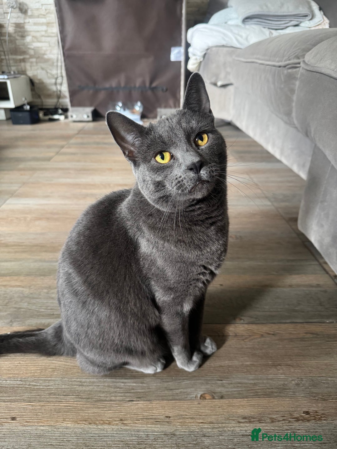British Longhair cats for sale: British long hair Cat - Image 2