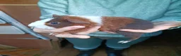 Guinea Pig rodents for sale: Teddy Guinea pig babys in Ayr - Advert 3