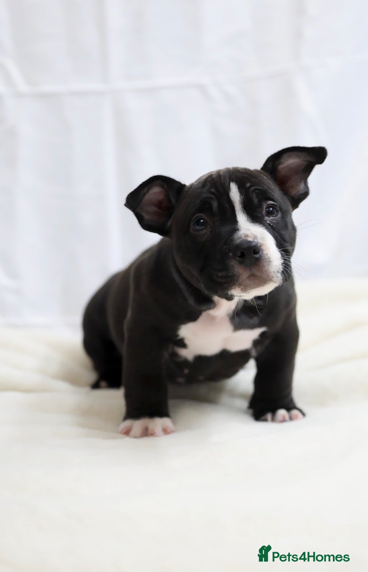 American Bully dogs American Pocket Bully - Advert 5