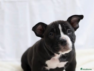 American Bully dogs American Pocket Bully - Advert 5