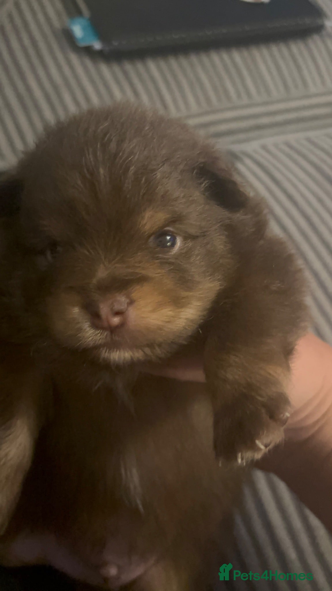Pomeranian dogs X2 boy Pomeranians for sale  - Advert 2