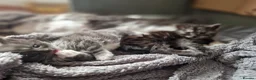 Maine Coon cats for sale: 2 Maine Coone Kittens for sale - Advert 11