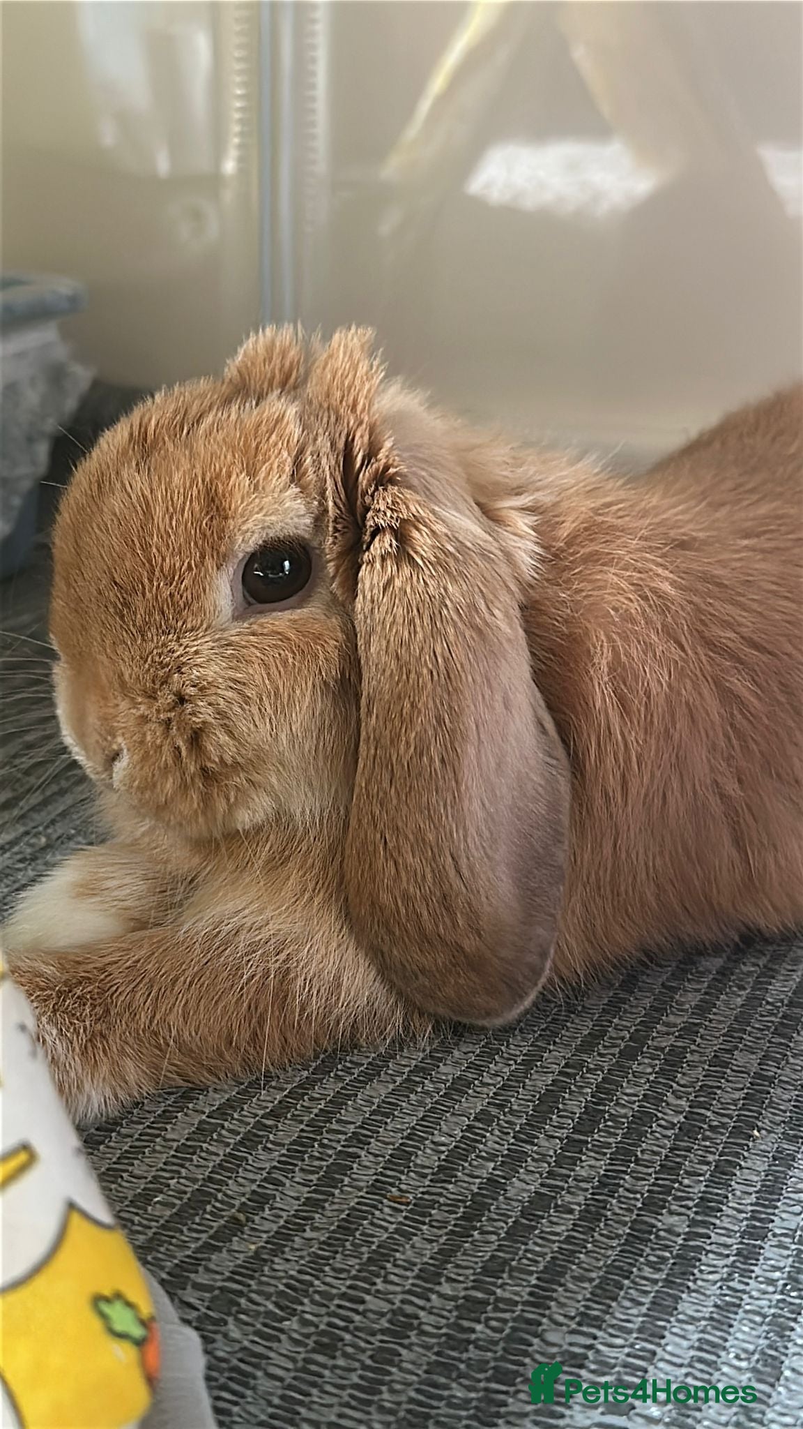 Mini Lop rabbits Adorable 7 month old Boy Mini Lop  - Advert 1