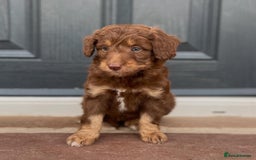 Bordoodle dogs for sale: OUTSTANDING *TRI COLOUR* MINIATURE BORDOODLES - Image 30