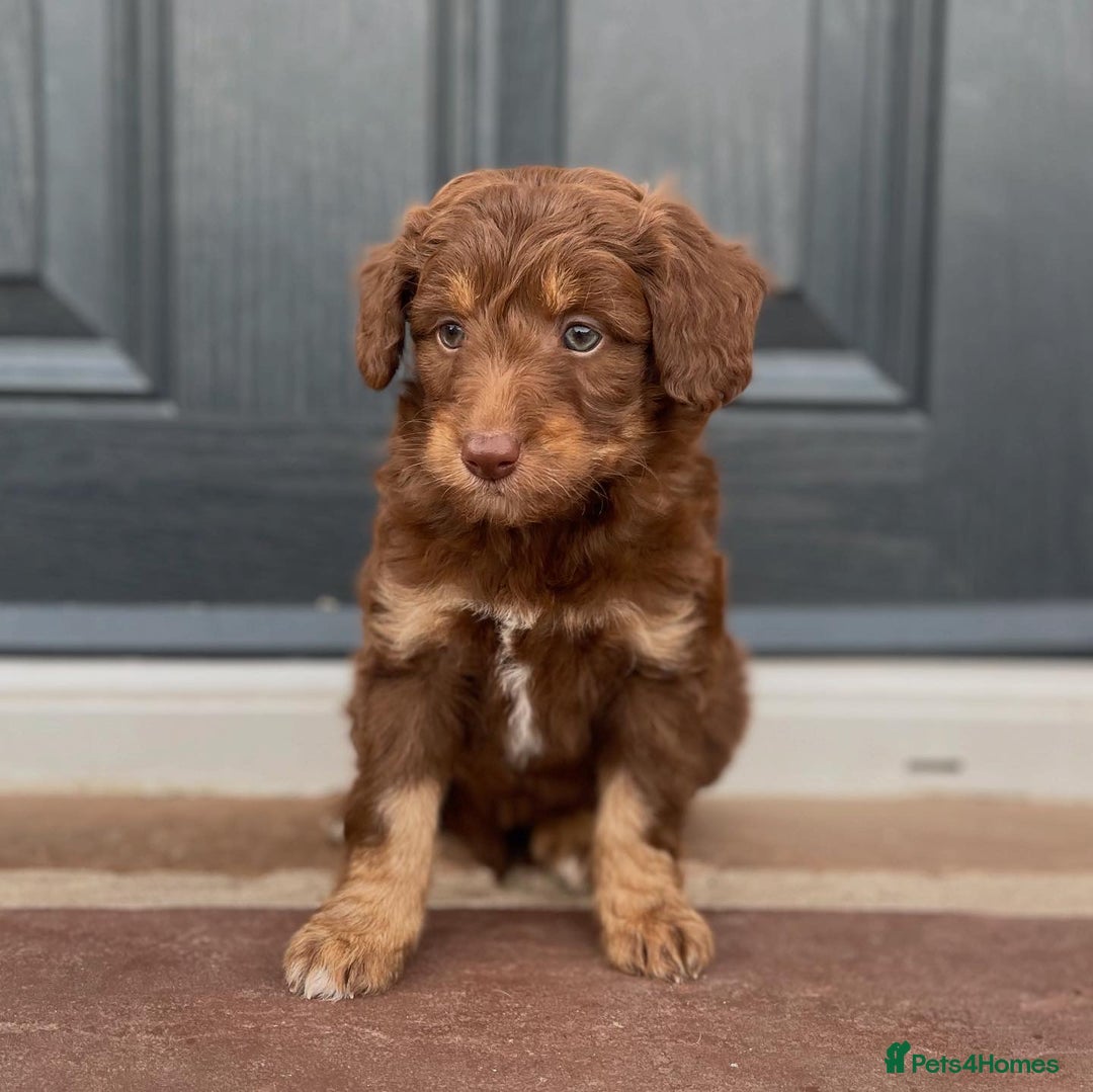 Bordoodle dogs for sale: OUTSTANDING *TRI COLOUR* MINIATURE BORDOODLES - Image 30