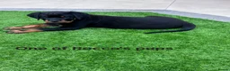 Rottweiler dogs for stud: HEALTH TESTED KC ROTTWEILER STUD 0/0 HIPS & ELBOWS - Advert 8