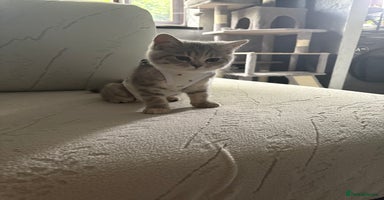 Scottish Fold cats - Advert 4
