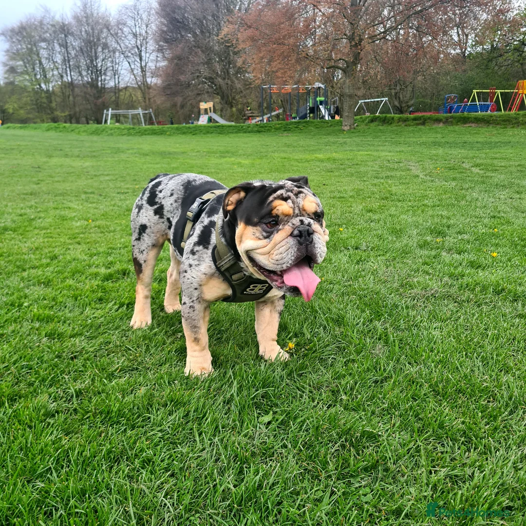 English Bulldog dogs for stud: Open for stud - proven producing fluffys.  in Leeds - Advert 4