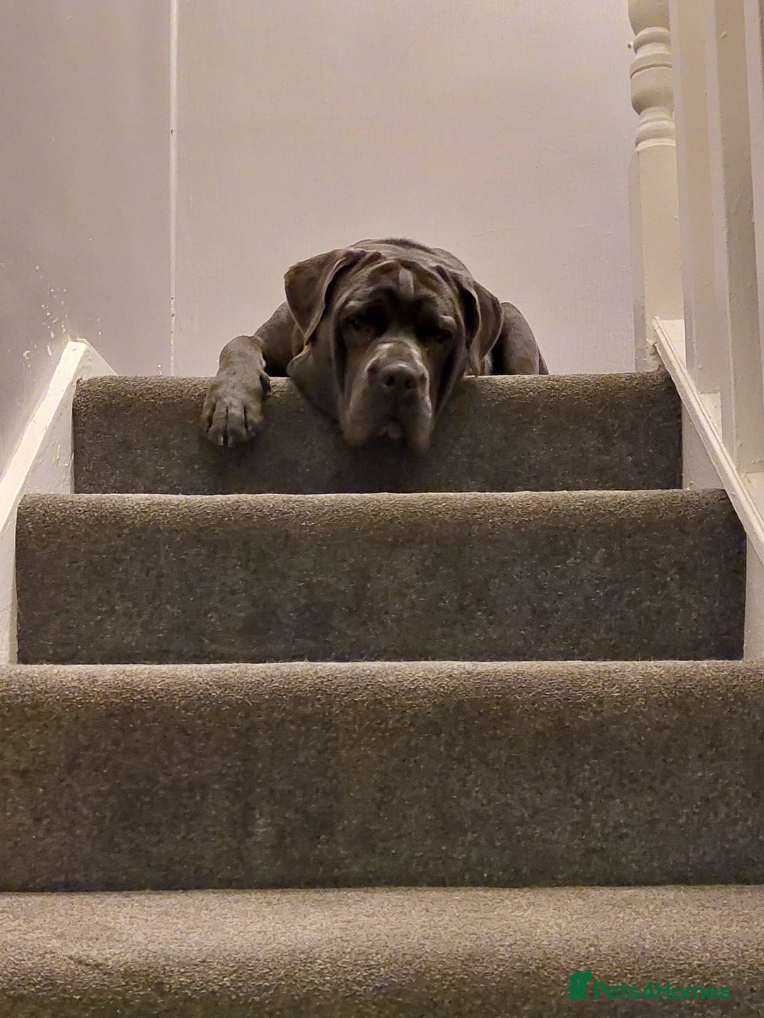 Mixed Breed dogs for sale: Cane Corso cross American bulldog puppy - Advert 6