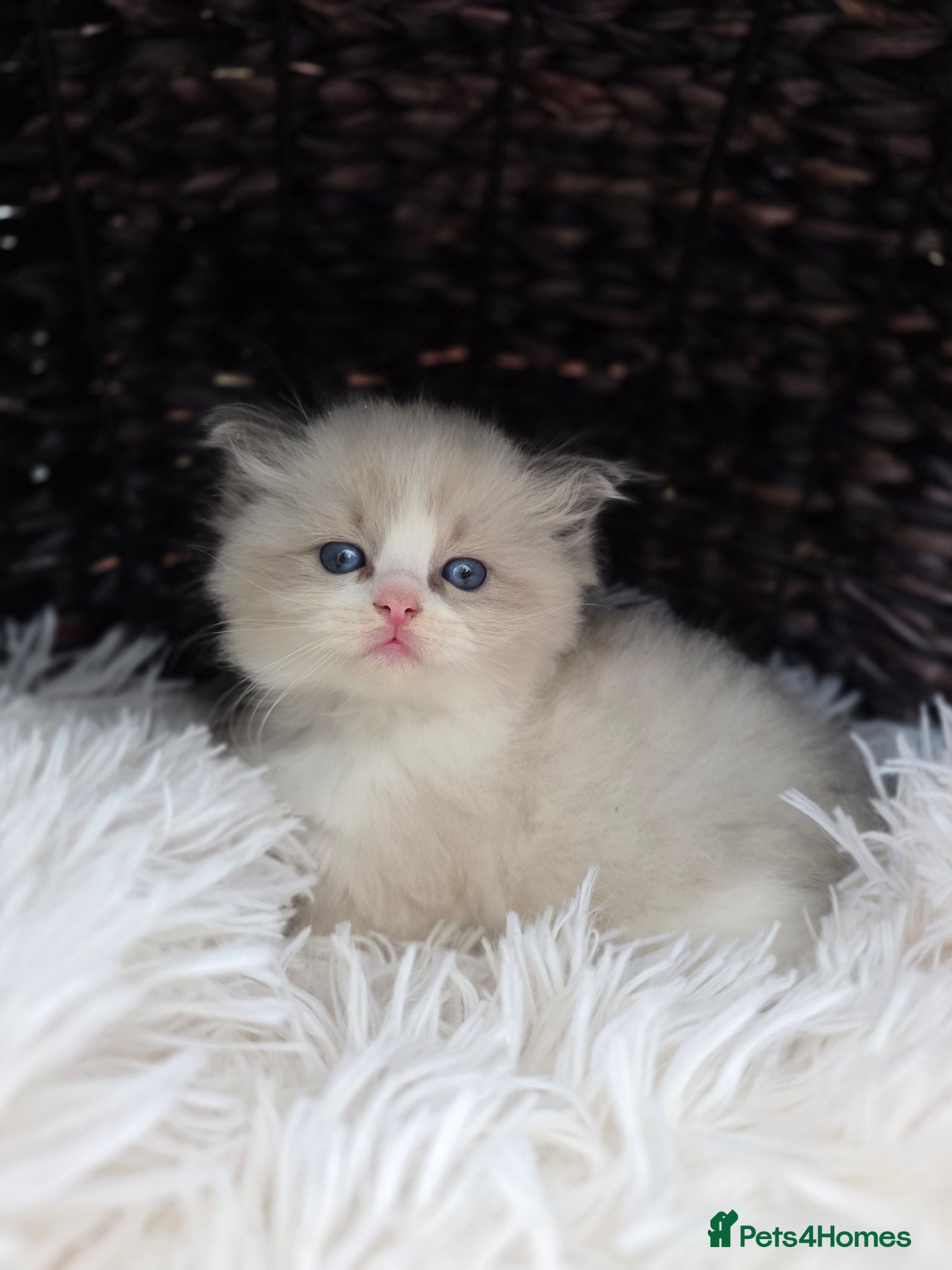 Ragdoll cats 4 European babies. Champion lines. Tica registered - Advert 2