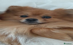 Pomeranian dogs for sale: 3 Stunning Poms - Image 16