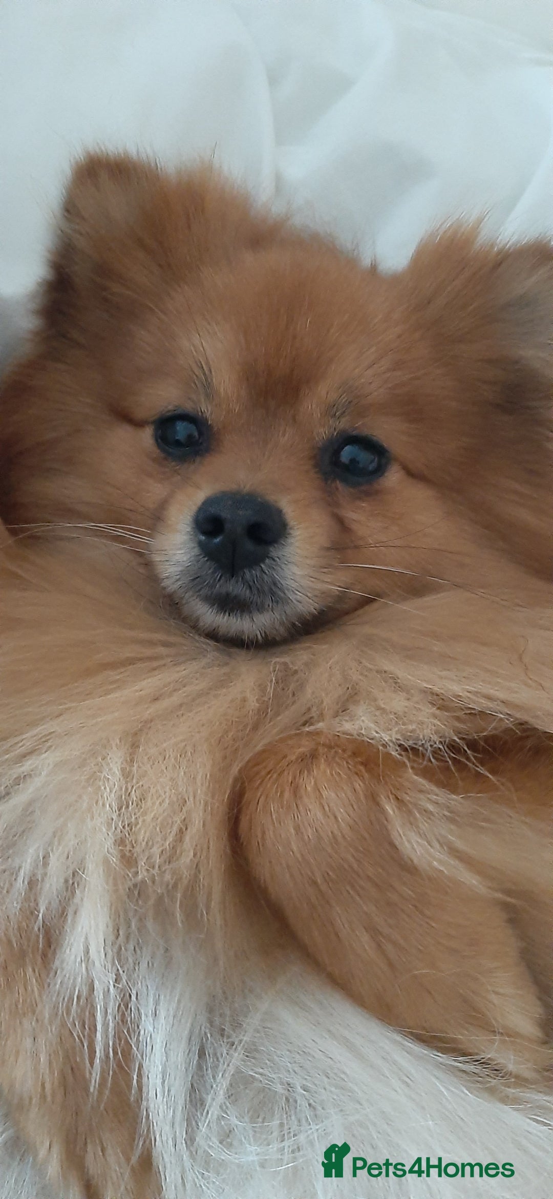 Pomeranian dogs for sale: 3 Stunning Poms - Image 16