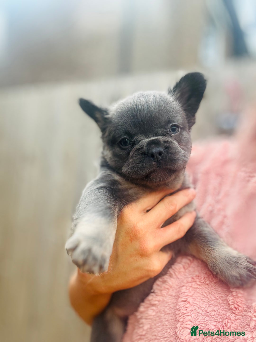 French Bulldog dogs for sale: Full Fluffy KC French bulldog Pupps 2 boys 1 girl  - Image 13