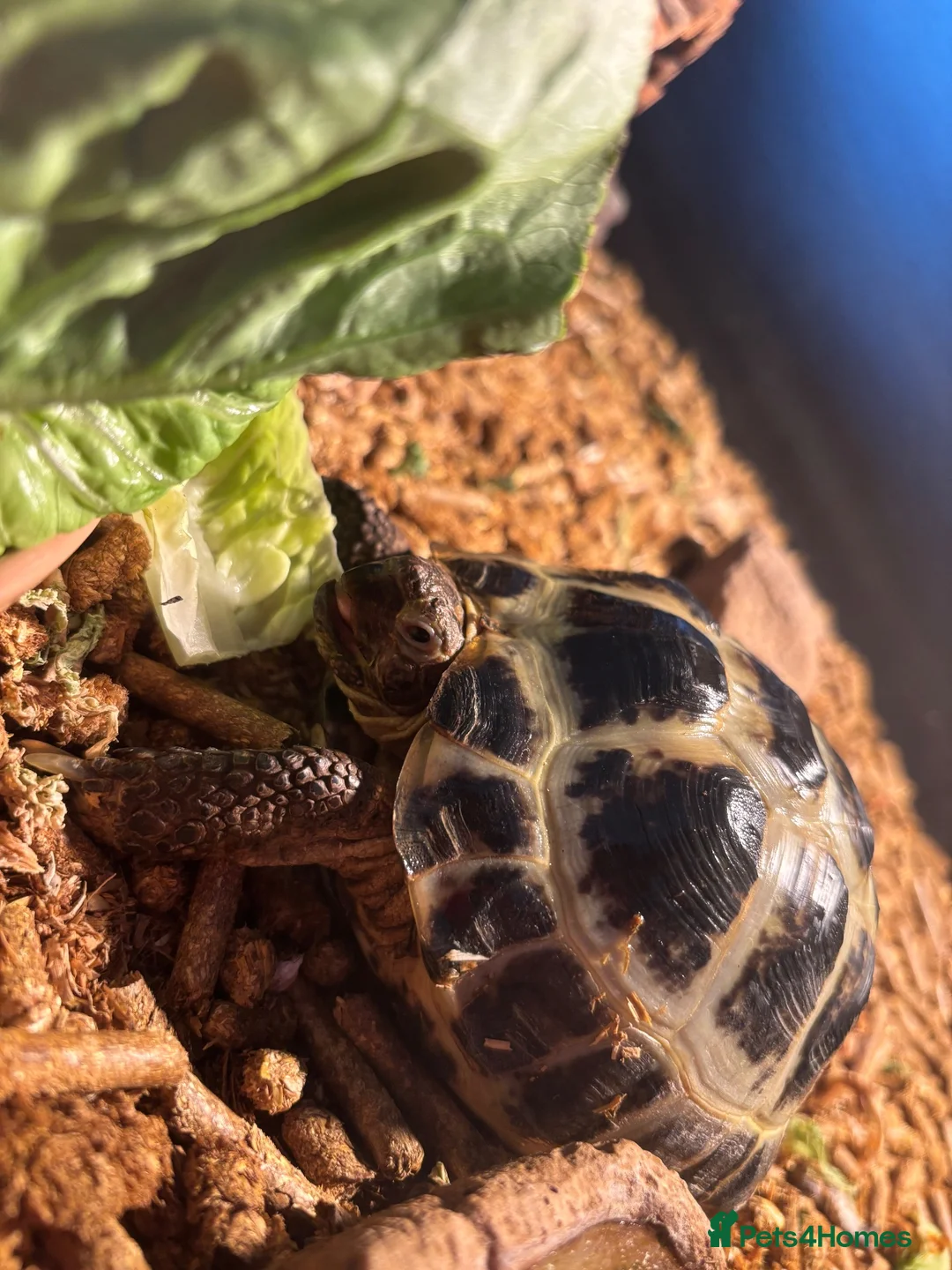 Tortoise reptiles for sale: Horsefield Tortoise - Advert 2