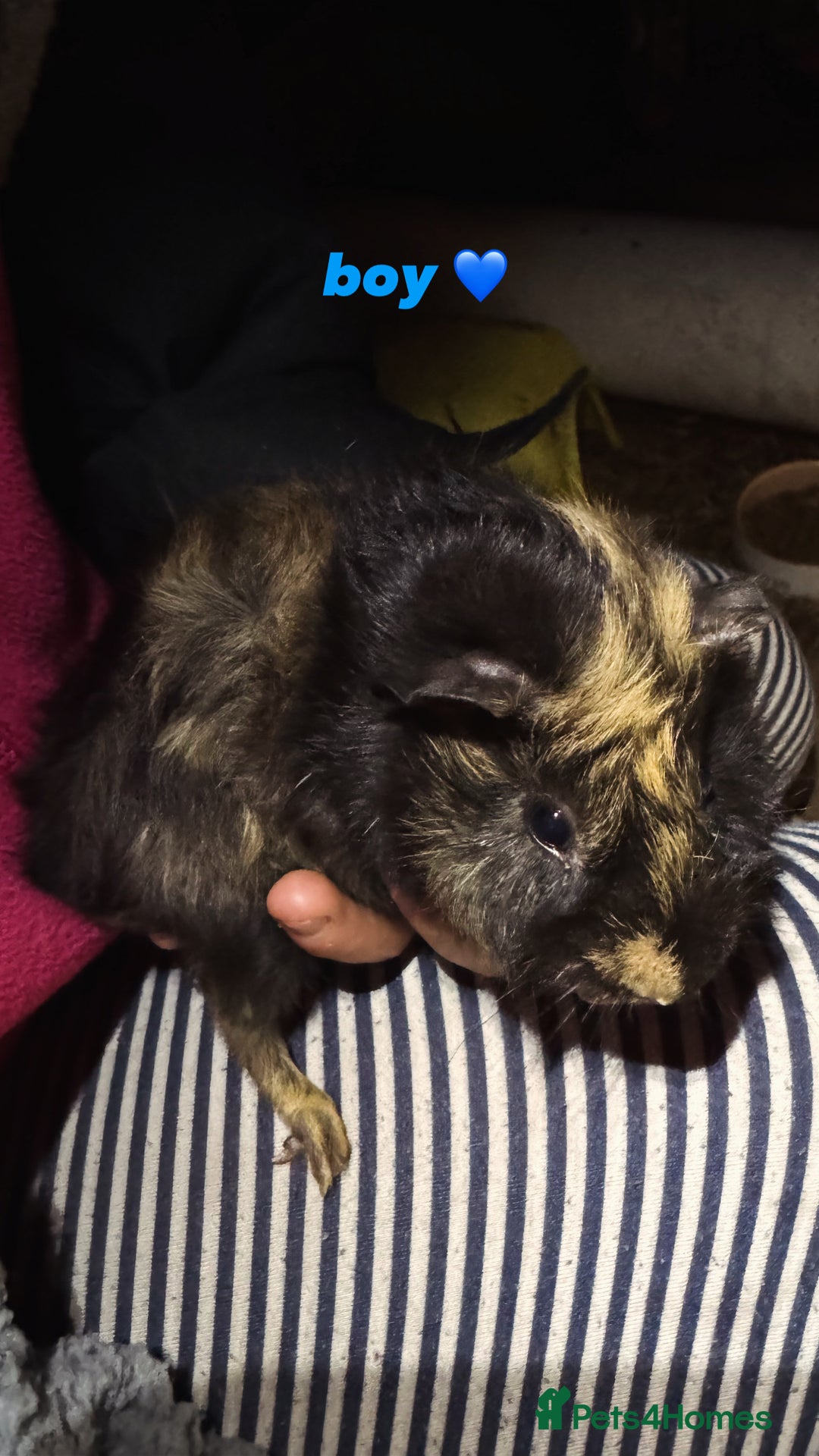 Guinea Pig rodents for sale: baby guinea pigs for sale!  - Advert 8