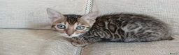 Bengal cats for sale: Family raised TICA Bengal kittens - Advert 4