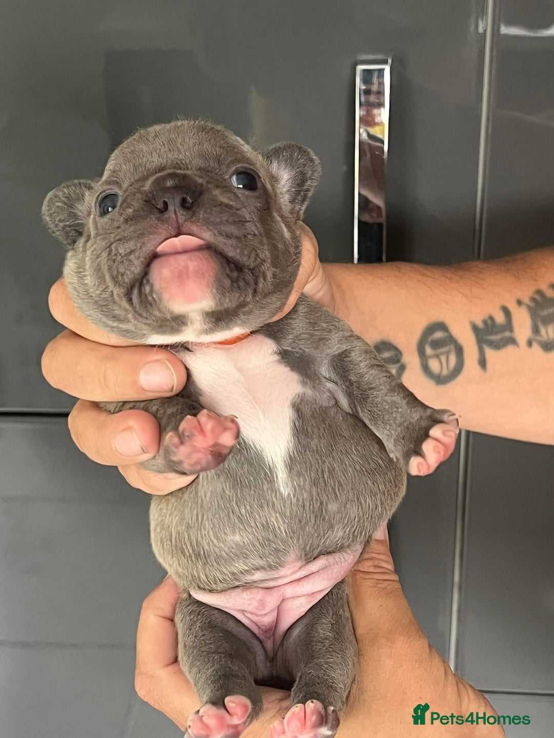 French Bulldog dogs for sale: Ready to leave on the 12th of September - Image 9