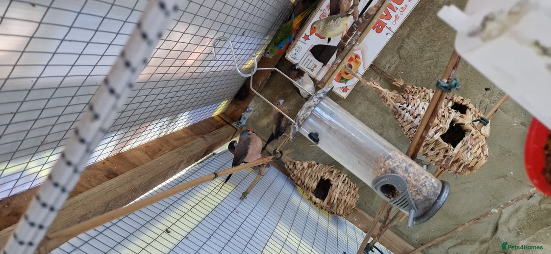 Finches birds for sale: Benghal and Helans finches for sale in E12 - Advert 6