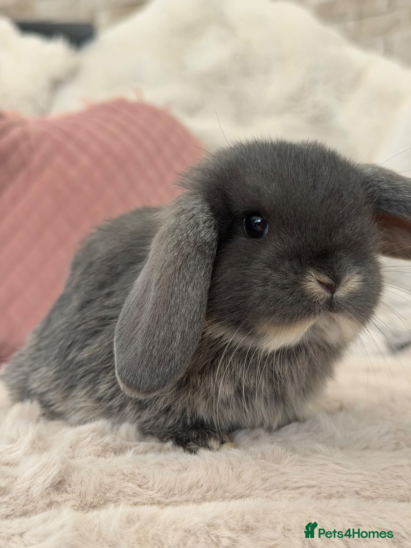 Mini Lop rabbits Cute Blue Mini Lop Babies  - Advert 1