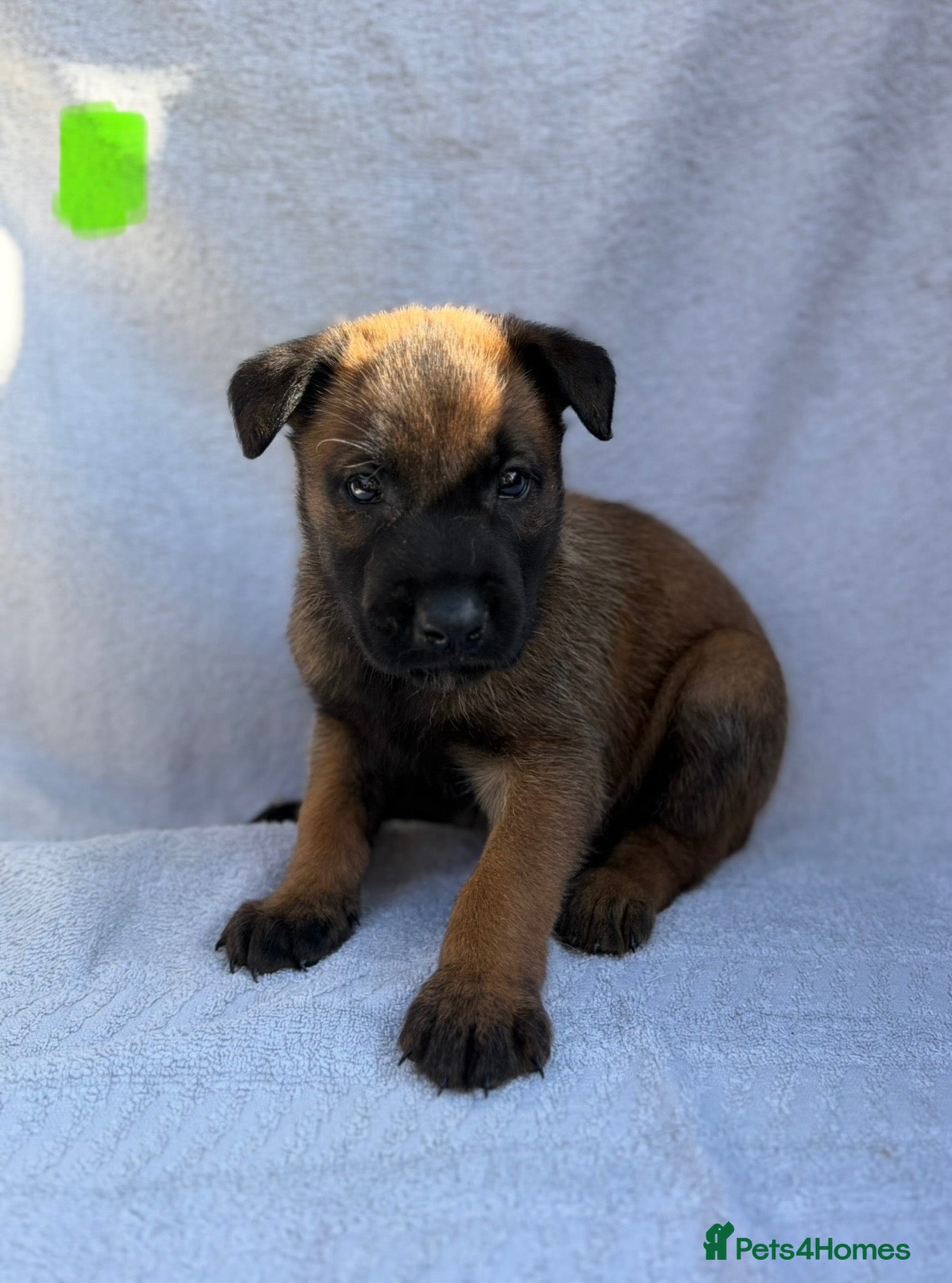 Belgian Shepherd Dog dogs Belgian Malinois puppies  - Advert 2
