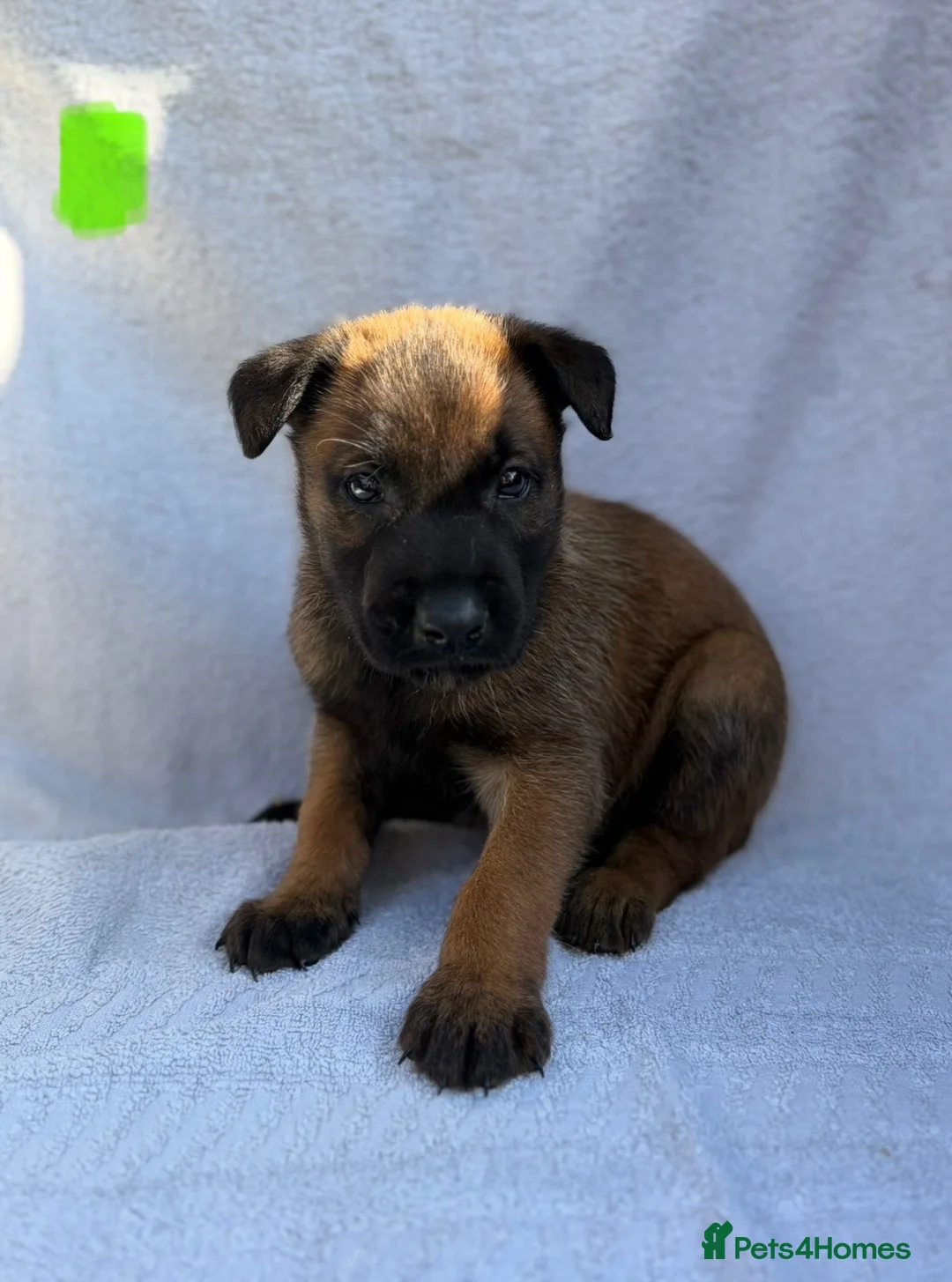 Belgian Shepherd Dog dogs for sale: Belgian Malinois puppies  - Advert 2